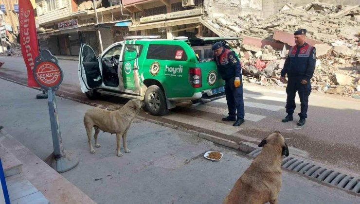 Jandarma grupları Hatay’da sokak hayvanlarını besliyor