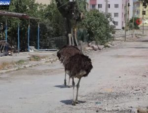 Antakya’da sarsıntıda mahsur kalan deve kuşları ilgi odağı oldu