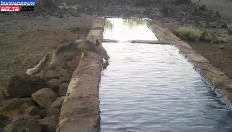 Amanos’ta, havuzda su içip serinleyen yaban hayvanları kamerada