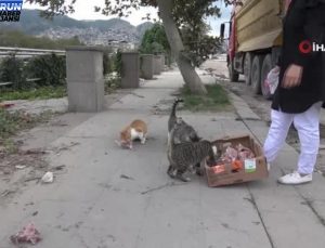 Sıhhat çalışanı, sayıları 100’ü aşan sokak hayvanlarının umudu oldu