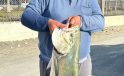 Dörtyol’da Amatör Balıkçıdan 20 Kilogramlık Çatalkuyruk Yakalaması