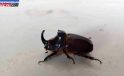 Hatay’da Konutta Bulunan Gergedan Böceği Doğal Hayata Bırakılacak