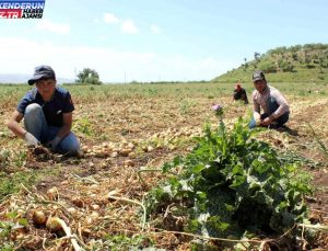 Şanlıurfa’dan Hatay’a göç eden tarım çalışanları kuvvetli kaidelerde çalışıyor