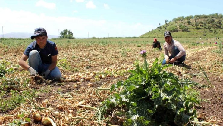 Şanlıurfa’dan Hatay’a göç eden tarım çalışanları kuvvetli kaidelerde çalışıyor